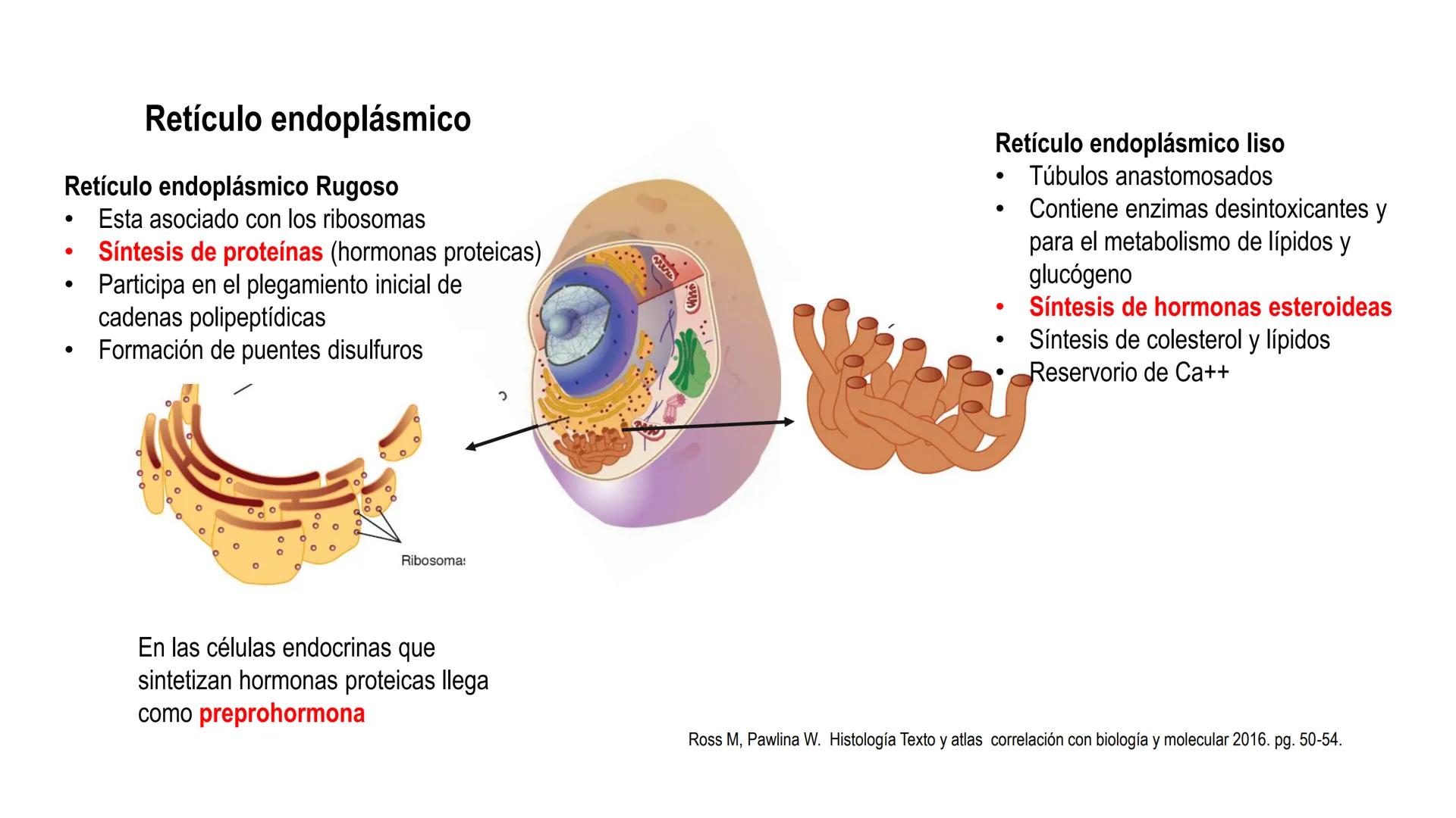 SISTEMA ENDOCRINO
UNIDAD 1
CONCEPTOS Y FUNCIONAMIENTO BASICO DEL SISTEMA
ENDOCRINO
Objetivo: Comprender las características de célula, glánd