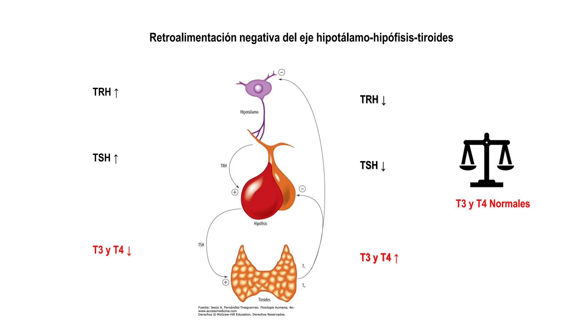 SISTEMA ENDOCRINO
UNIDAD 1
CONCEPTOS Y FUNCIONAMIENTO BASICO DEL SISTEMA
ENDOCRINO
Objetivo: Comprender las características de célula, glánd