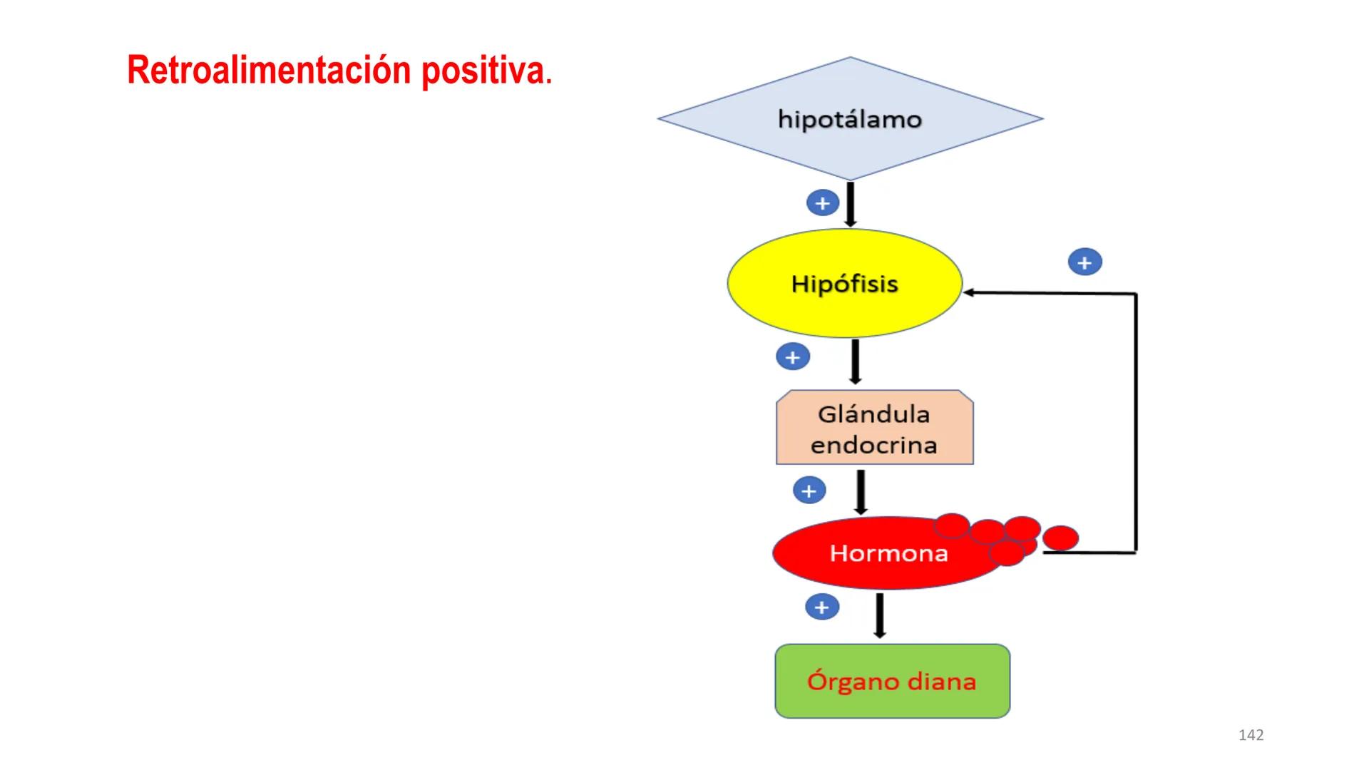 SISTEMA ENDOCRINO
UNIDAD 1
CONCEPTOS Y FUNCIONAMIENTO BASICO DEL SISTEMA
ENDOCRINO
Objetivo: Comprender las características de célula, glánd