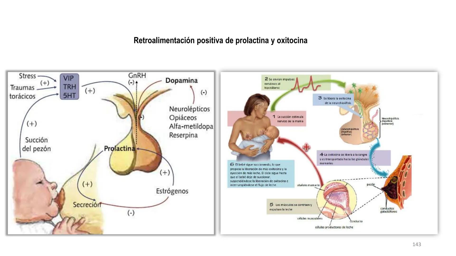 SISTEMA ENDOCRINO
UNIDAD 1
CONCEPTOS Y FUNCIONAMIENTO BASICO DEL SISTEMA
ENDOCRINO
Objetivo: Comprender las características de célula, glánd