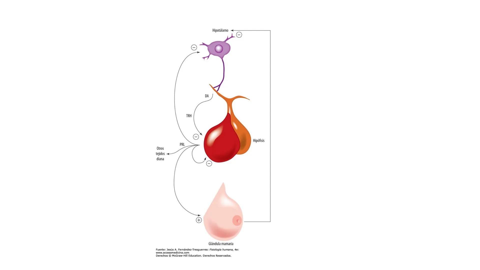 SISTEMA ENDOCRINO
UNIDAD 1
CONCEPTOS Y FUNCIONAMIENTO BASICO DEL SISTEMA
ENDOCRINO
Objetivo: Comprender las características de célula, glánd