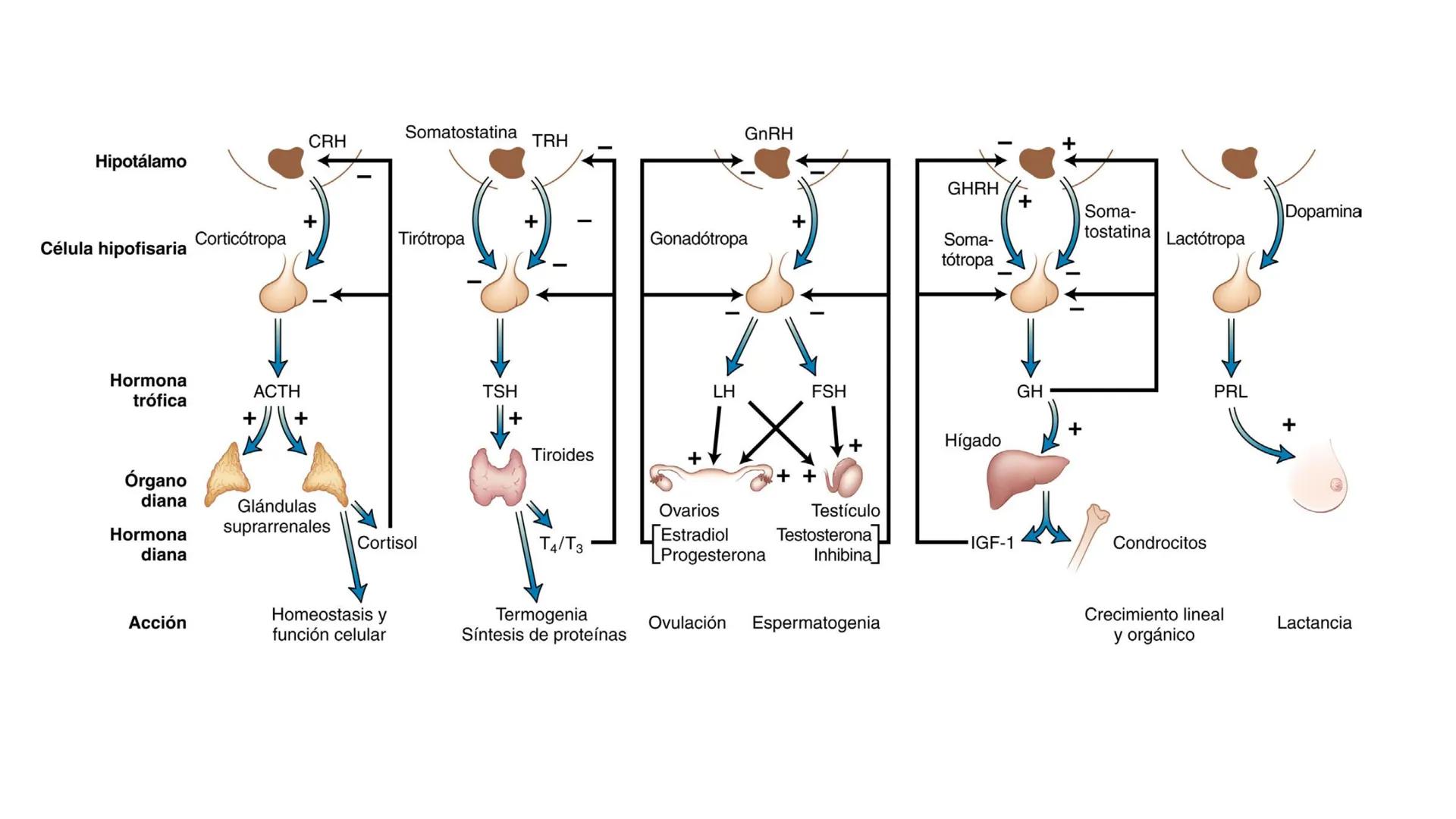 SISTEMA ENDOCRINO
UNIDAD 1
CONCEPTOS Y FUNCIONAMIENTO BASICO DEL SISTEMA
ENDOCRINO
Objetivo: Comprender las características de célula, glánd