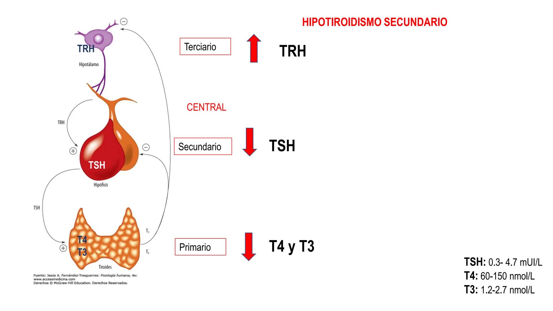 SISTEMA ENDOCRINO
UNIDAD 1
CONCEPTOS Y FUNCIONAMIENTO BASICO DEL SISTEMA
ENDOCRINO
Objetivo: Comprender las características de célula, glánd
