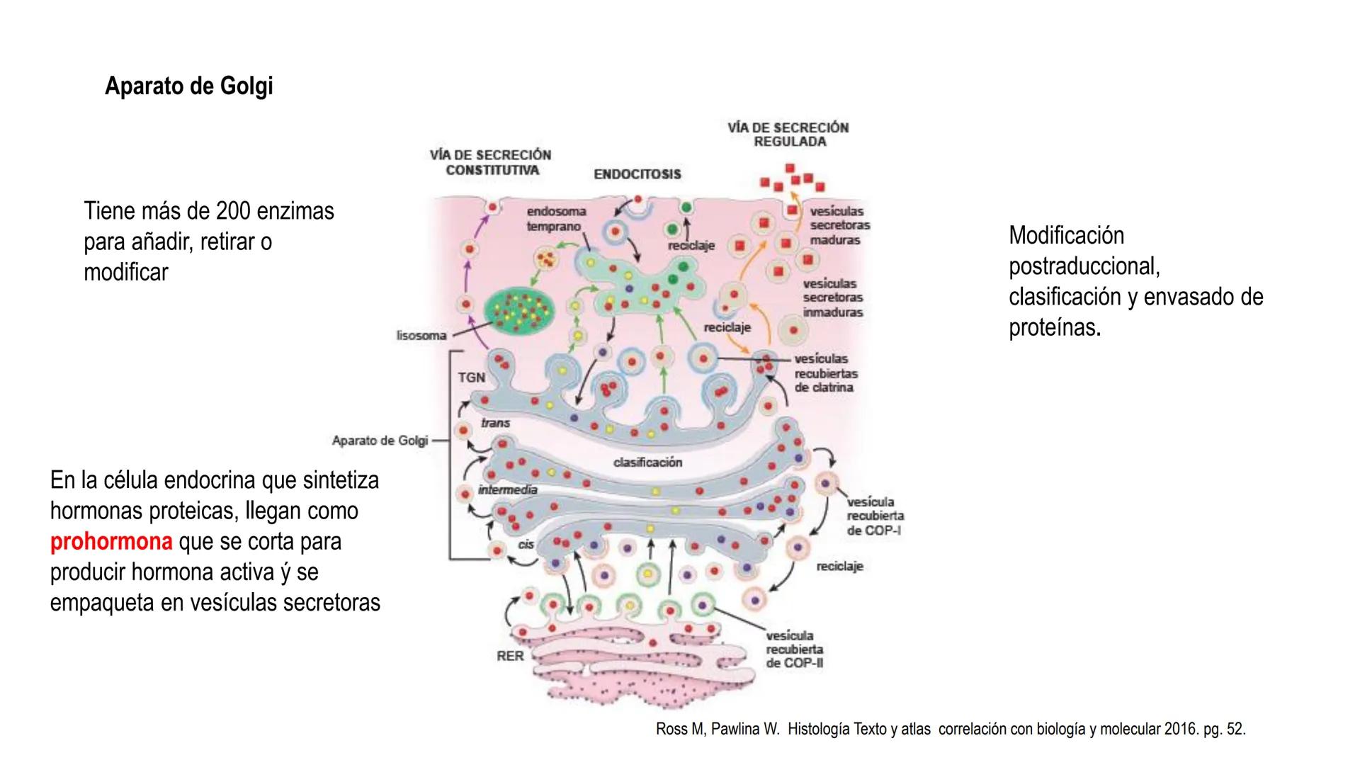 SISTEMA ENDOCRINO
UNIDAD 1
CONCEPTOS Y FUNCIONAMIENTO BASICO DEL SISTEMA
ENDOCRINO
Objetivo: Comprender las características de célula, glánd