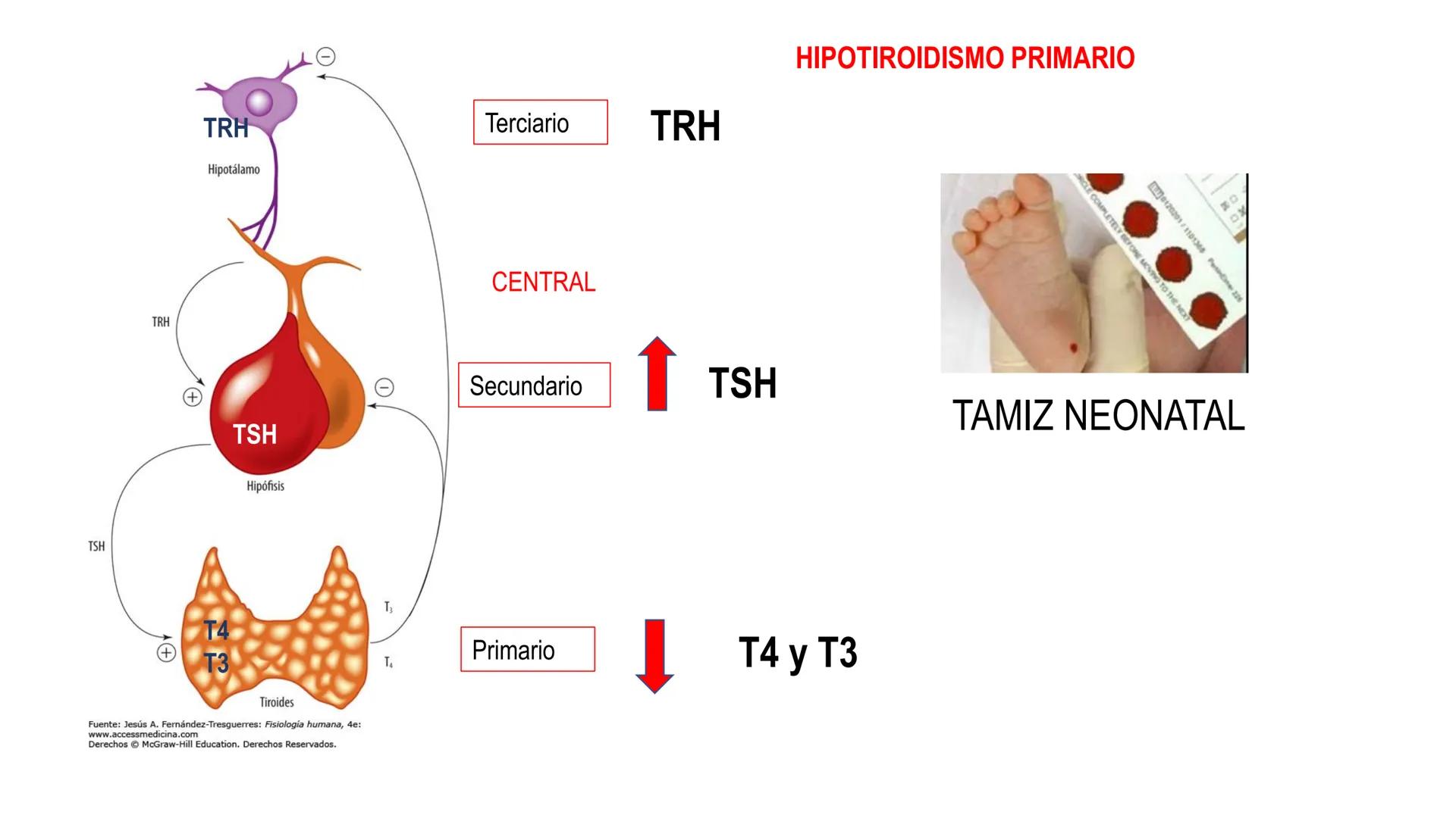 SISTEMA ENDOCRINO
UNIDAD 1
CONCEPTOS Y FUNCIONAMIENTO BASICO DEL SISTEMA
ENDOCRINO
Objetivo: Comprender las características de célula, glánd