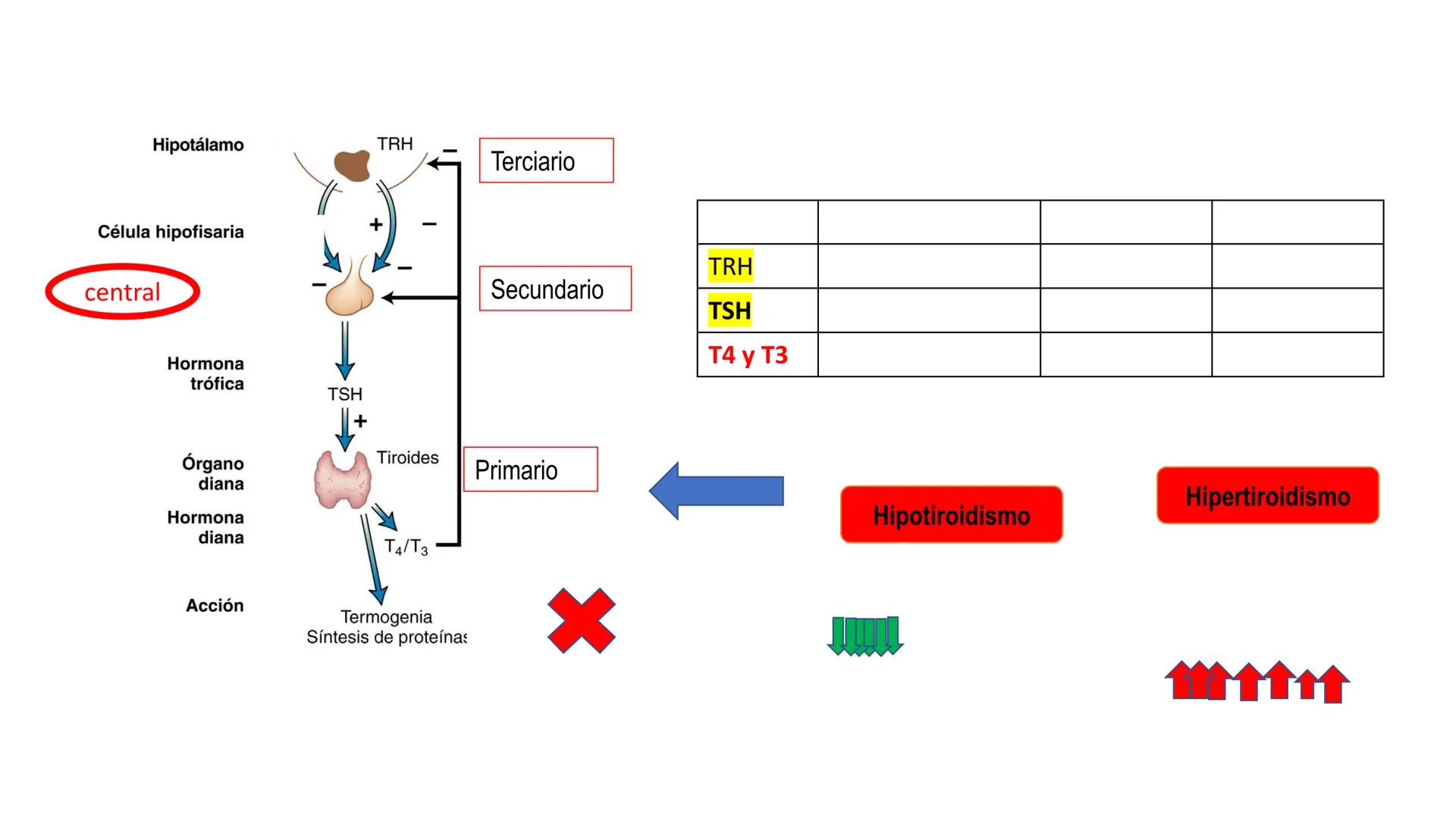 SISTEMA ENDOCRINO
UNIDAD 1
CONCEPTOS Y FUNCIONAMIENTO BASICO DEL SISTEMA
ENDOCRINO
Objetivo: Comprender las características de célula, glánd