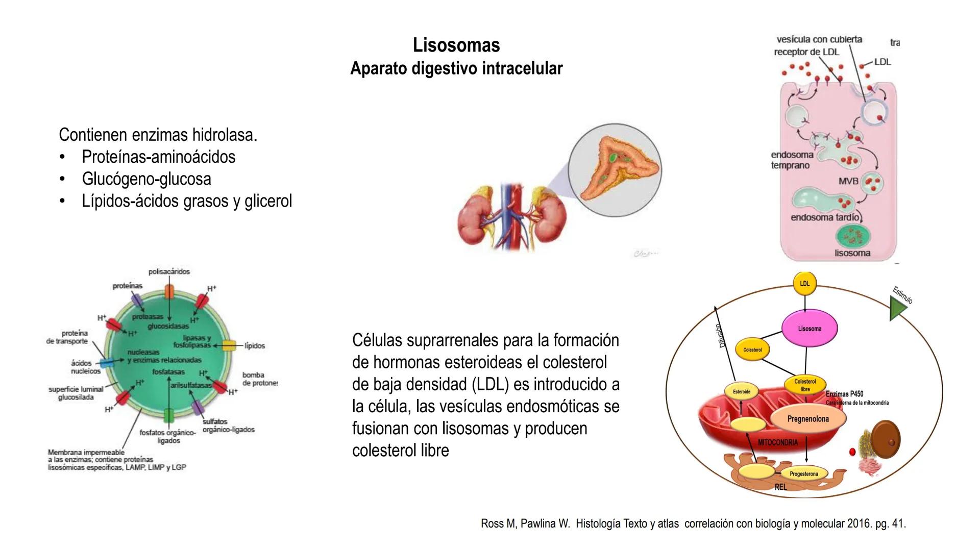 SISTEMA ENDOCRINO
UNIDAD 1
CONCEPTOS Y FUNCIONAMIENTO BASICO DEL SISTEMA
ENDOCRINO
Objetivo: Comprender las características de célula, glánd