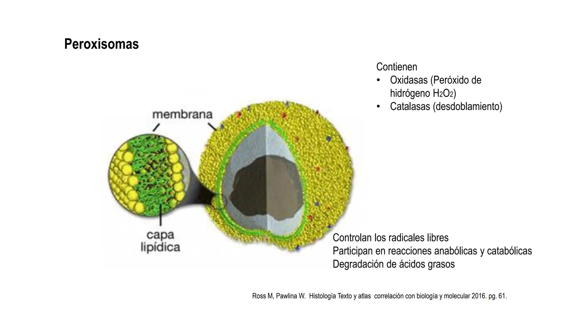 SISTEMA ENDOCRINO
UNIDAD 1
CONCEPTOS Y FUNCIONAMIENTO BASICO DEL SISTEMA
ENDOCRINO
Objetivo: Comprender las características de célula, glánd