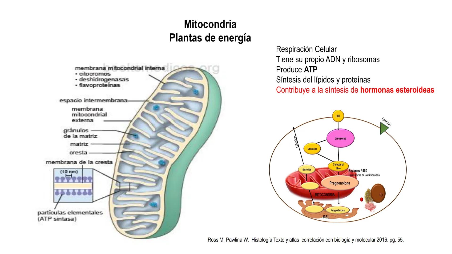 SISTEMA ENDOCRINO
UNIDAD 1
CONCEPTOS Y FUNCIONAMIENTO BASICO DEL SISTEMA
ENDOCRINO
Objetivo: Comprender las características de célula, glánd