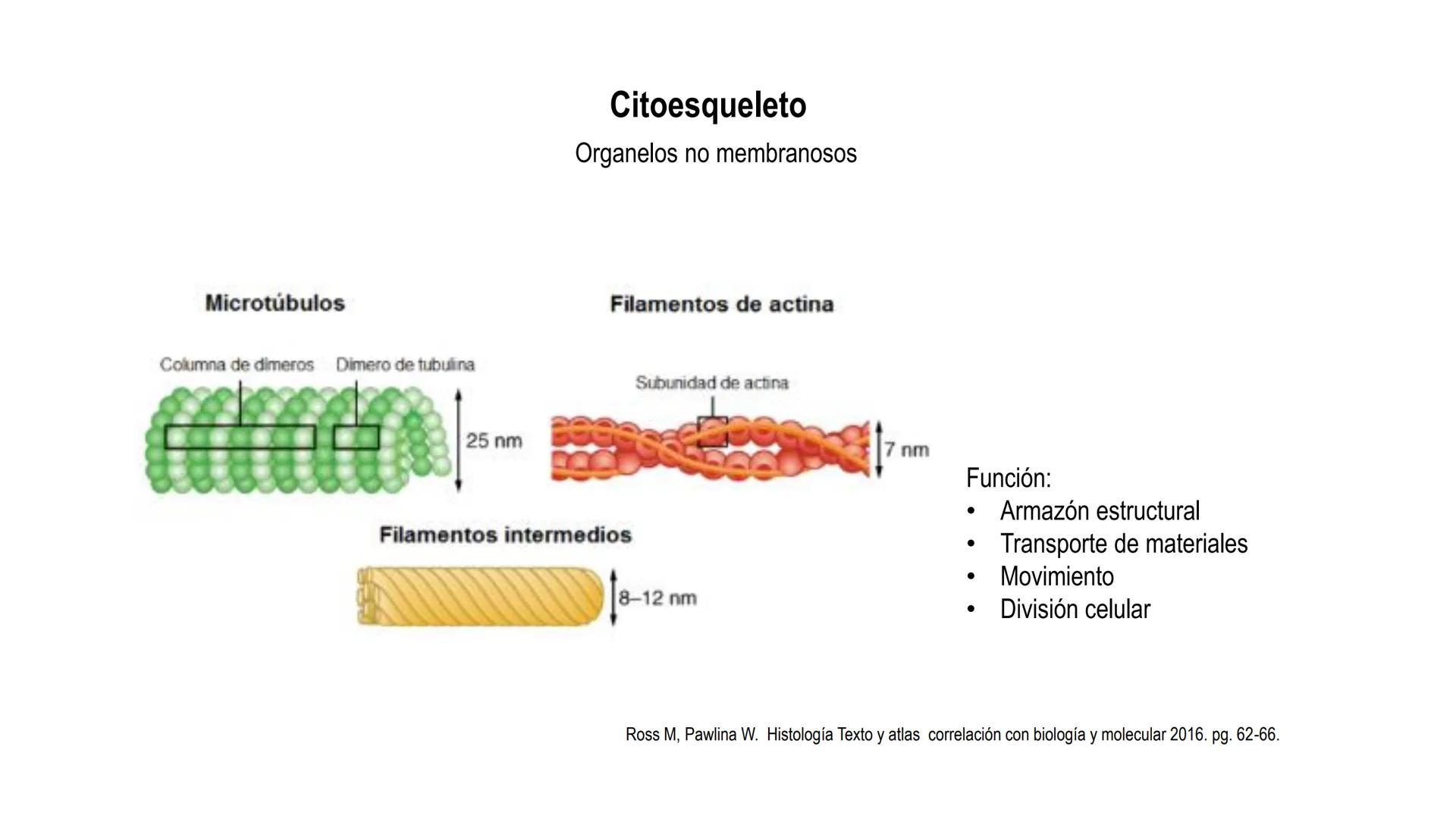 SISTEMA ENDOCRINO
UNIDAD 1
CONCEPTOS Y FUNCIONAMIENTO BASICO DEL SISTEMA
ENDOCRINO
Objetivo: Comprender las características de célula, glánd