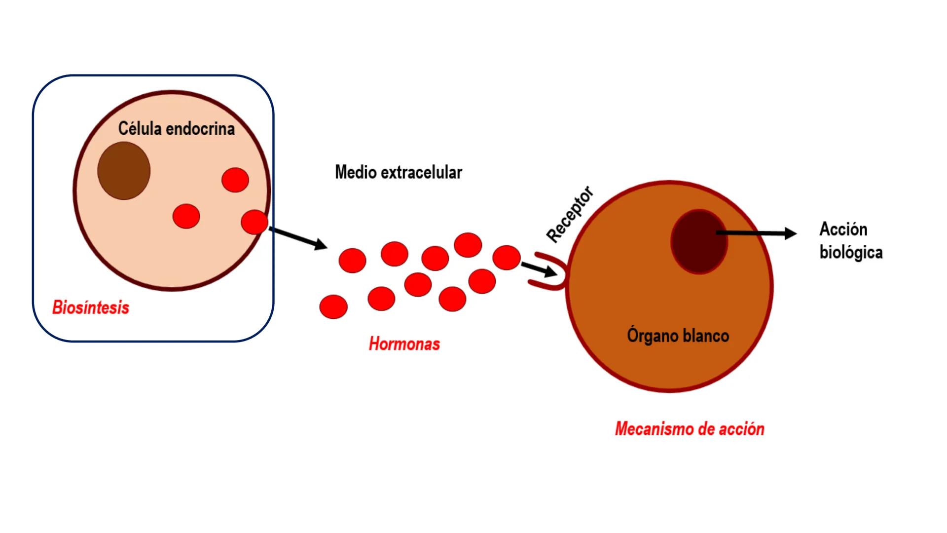 SISTEMA ENDOCRINO
UNIDAD 1
CONCEPTOS Y FUNCIONAMIENTO BASICO DEL SISTEMA
ENDOCRINO
Objetivo: Comprender las características de célula, glánd
