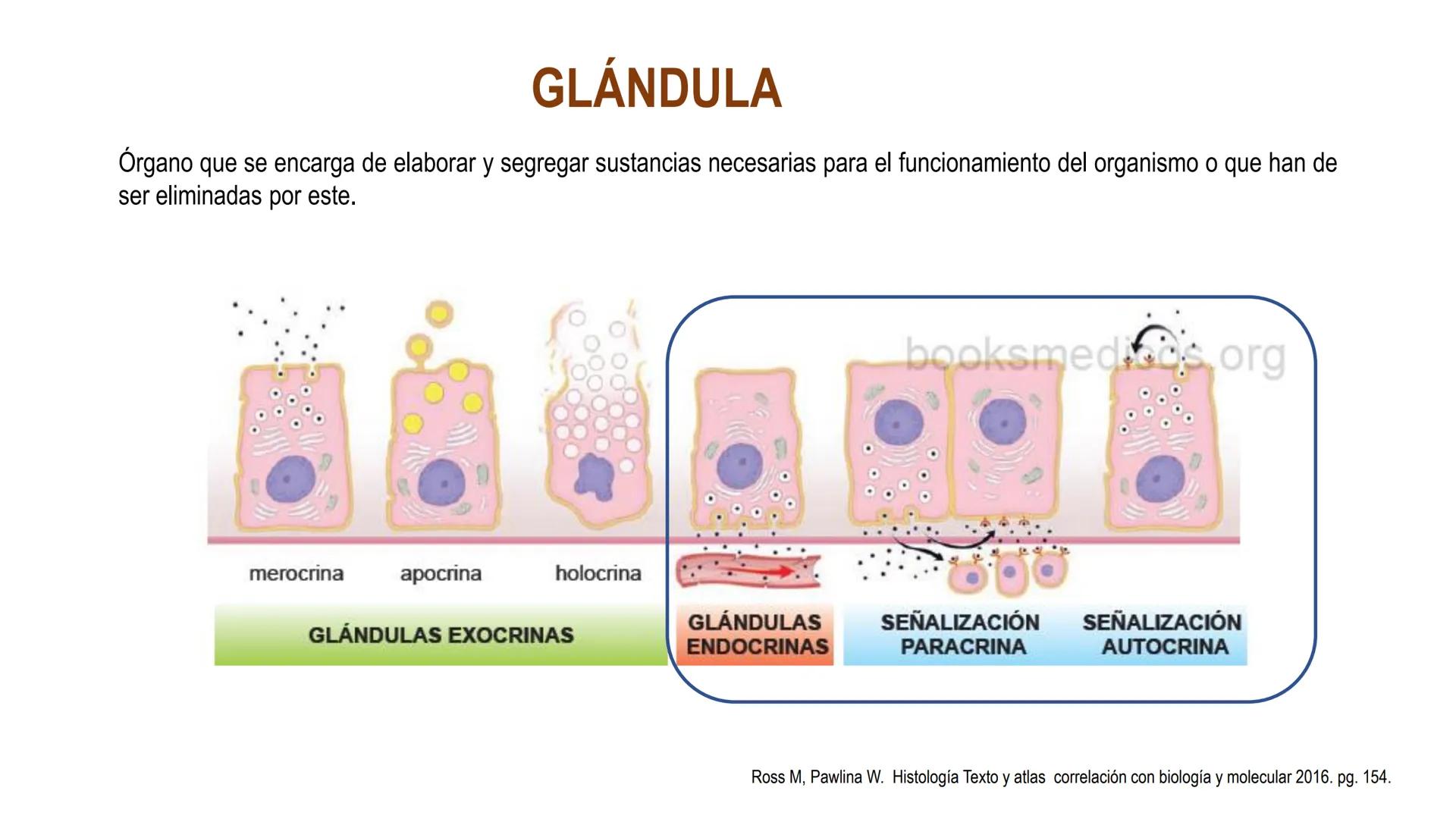 SISTEMA ENDOCRINO
UNIDAD 1
CONCEPTOS Y FUNCIONAMIENTO BASICO DEL SISTEMA
ENDOCRINO
Objetivo: Comprender las características de célula, glánd