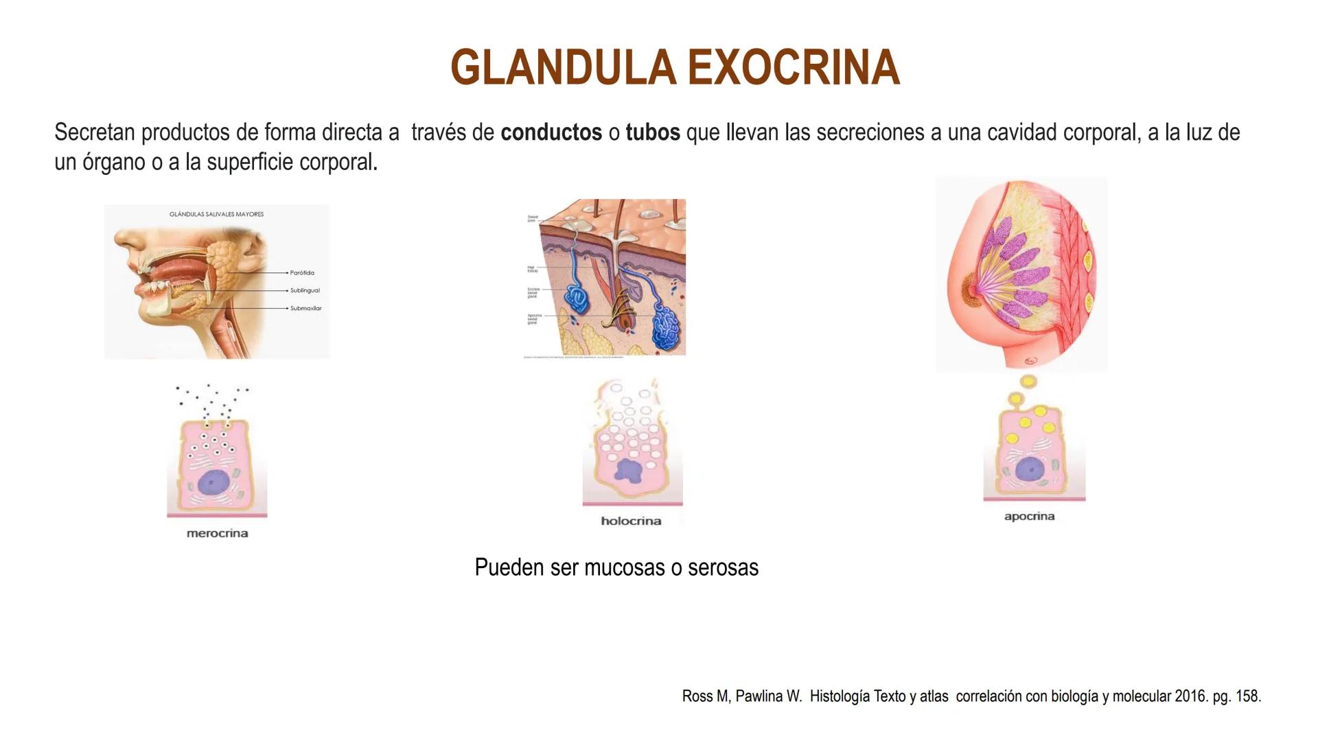 SISTEMA ENDOCRINO
UNIDAD 1
CONCEPTOS Y FUNCIONAMIENTO BASICO DEL SISTEMA
ENDOCRINO
Objetivo: Comprender las características de célula, glánd