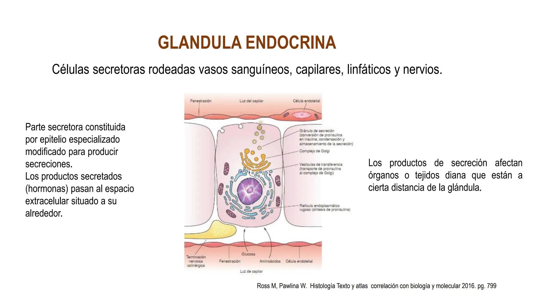 SISTEMA ENDOCRINO
UNIDAD 1
CONCEPTOS Y FUNCIONAMIENTO BASICO DEL SISTEMA
ENDOCRINO
Objetivo: Comprender las características de célula, glánd