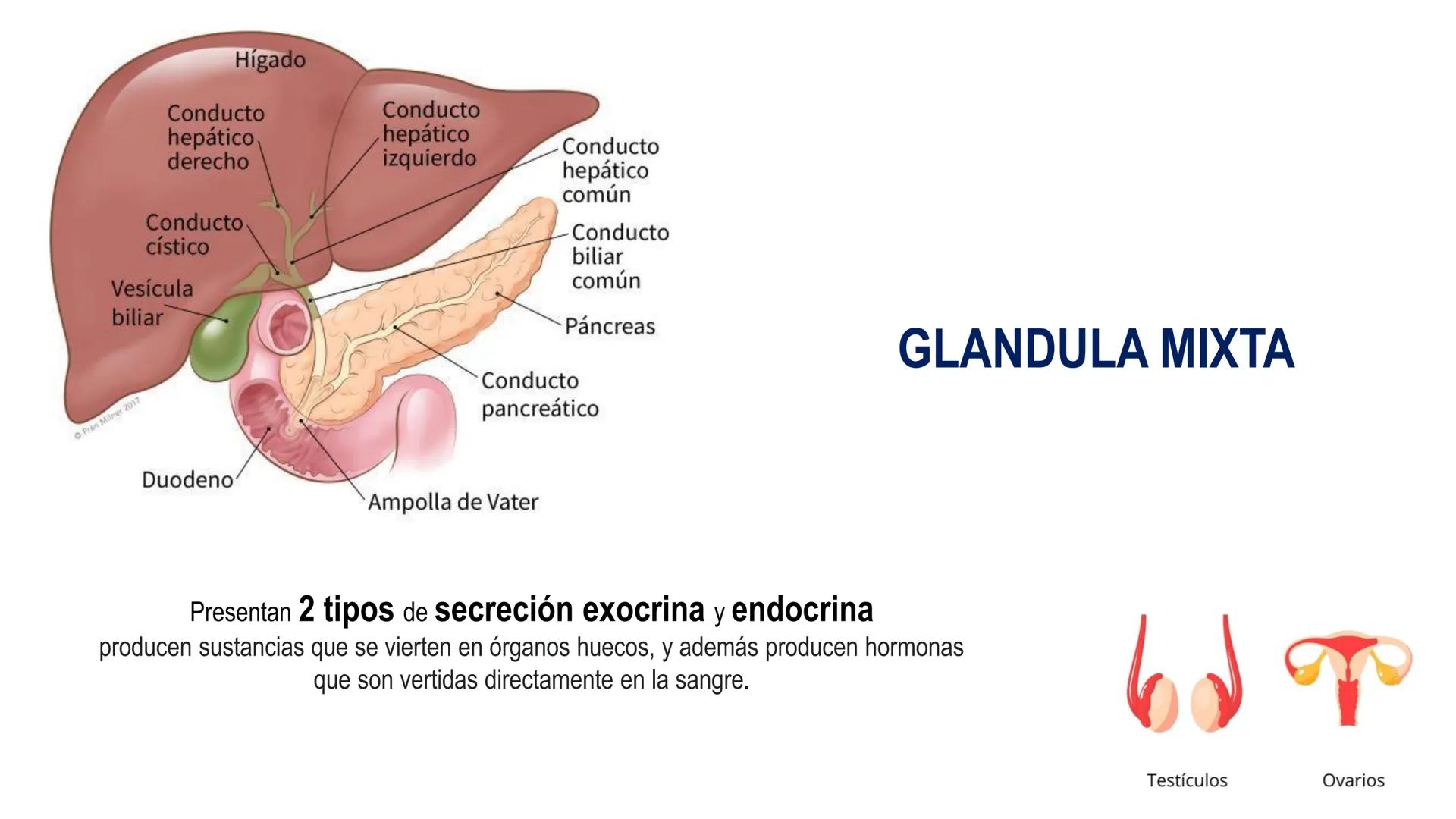 SISTEMA ENDOCRINO
UNIDAD 1
CONCEPTOS Y FUNCIONAMIENTO BASICO DEL SISTEMA
ENDOCRINO
Objetivo: Comprender las características de célula, glánd