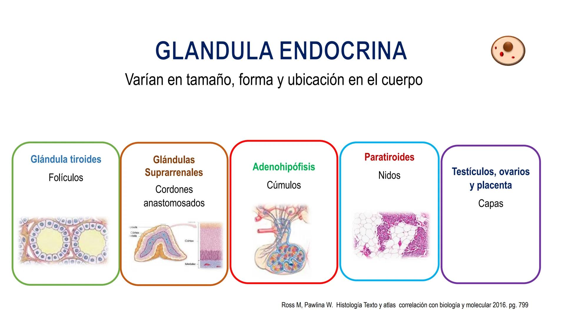 SISTEMA ENDOCRINO
UNIDAD 1
CONCEPTOS Y FUNCIONAMIENTO BASICO DEL SISTEMA
ENDOCRINO
Objetivo: Comprender las características de célula, glánd
