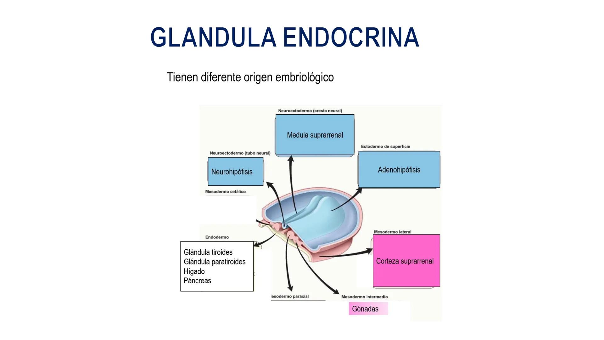 SISTEMA ENDOCRINO
UNIDAD 1
CONCEPTOS Y FUNCIONAMIENTO BASICO DEL SISTEMA
ENDOCRINO
Objetivo: Comprender las características de célula, glánd