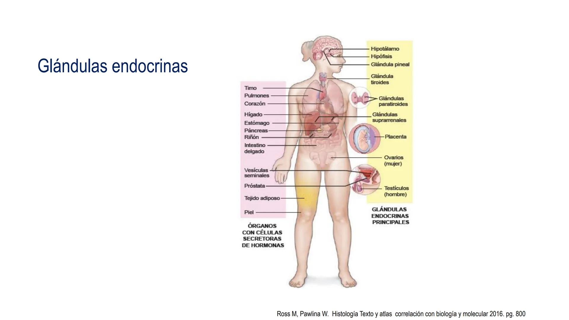 SISTEMA ENDOCRINO
UNIDAD 1
CONCEPTOS Y FUNCIONAMIENTO BASICO DEL SISTEMA
ENDOCRINO
Objetivo: Comprender las características de célula, glánd