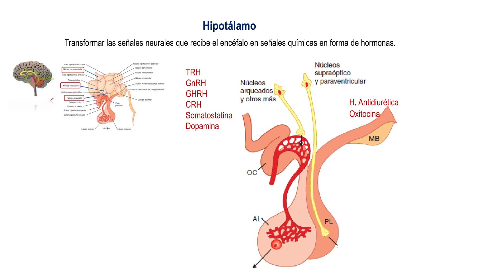 SISTEMA ENDOCRINO
UNIDAD 1
CONCEPTOS Y FUNCIONAMIENTO BASICO DEL SISTEMA
ENDOCRINO
Objetivo: Comprender las características de célula, glánd