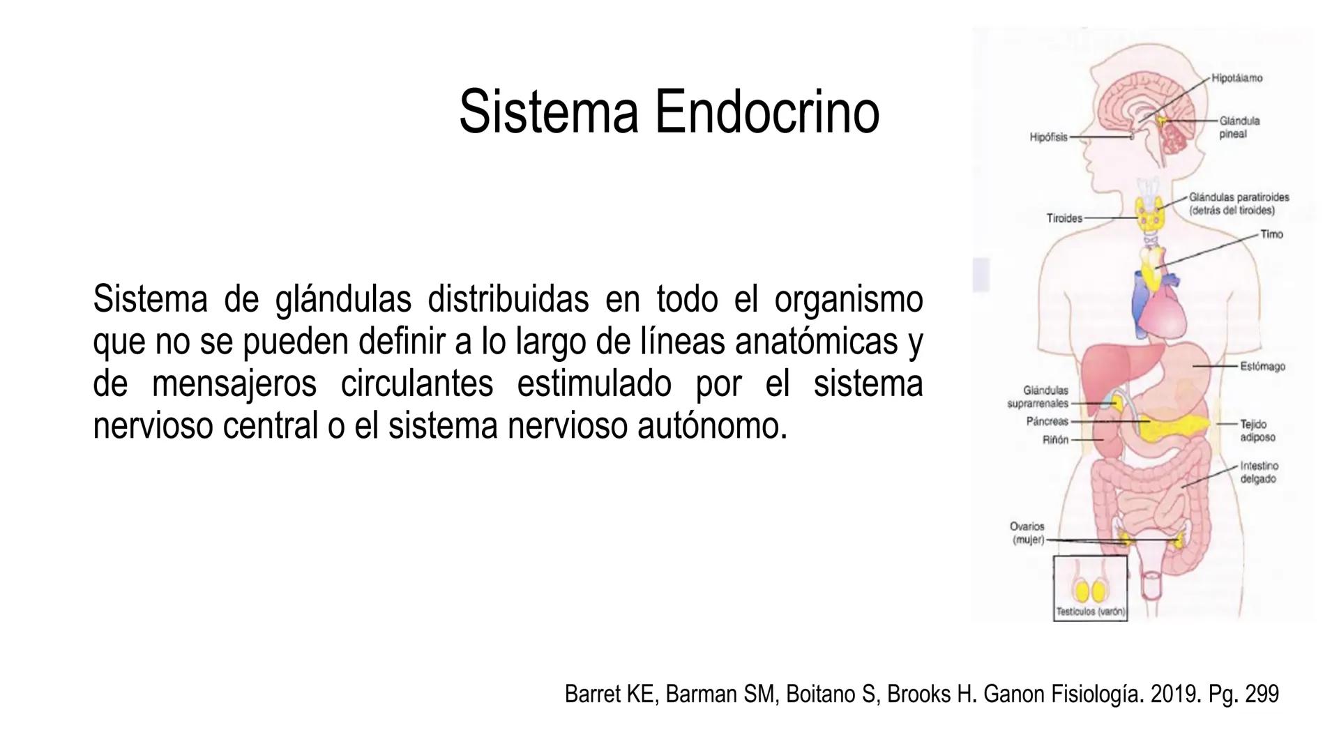 SISTEMA ENDOCRINO
UNIDAD 1
CONCEPTOS Y FUNCIONAMIENTO BASICO DEL SISTEMA
ENDOCRINO
Objetivo: Comprender las características de célula, glánd