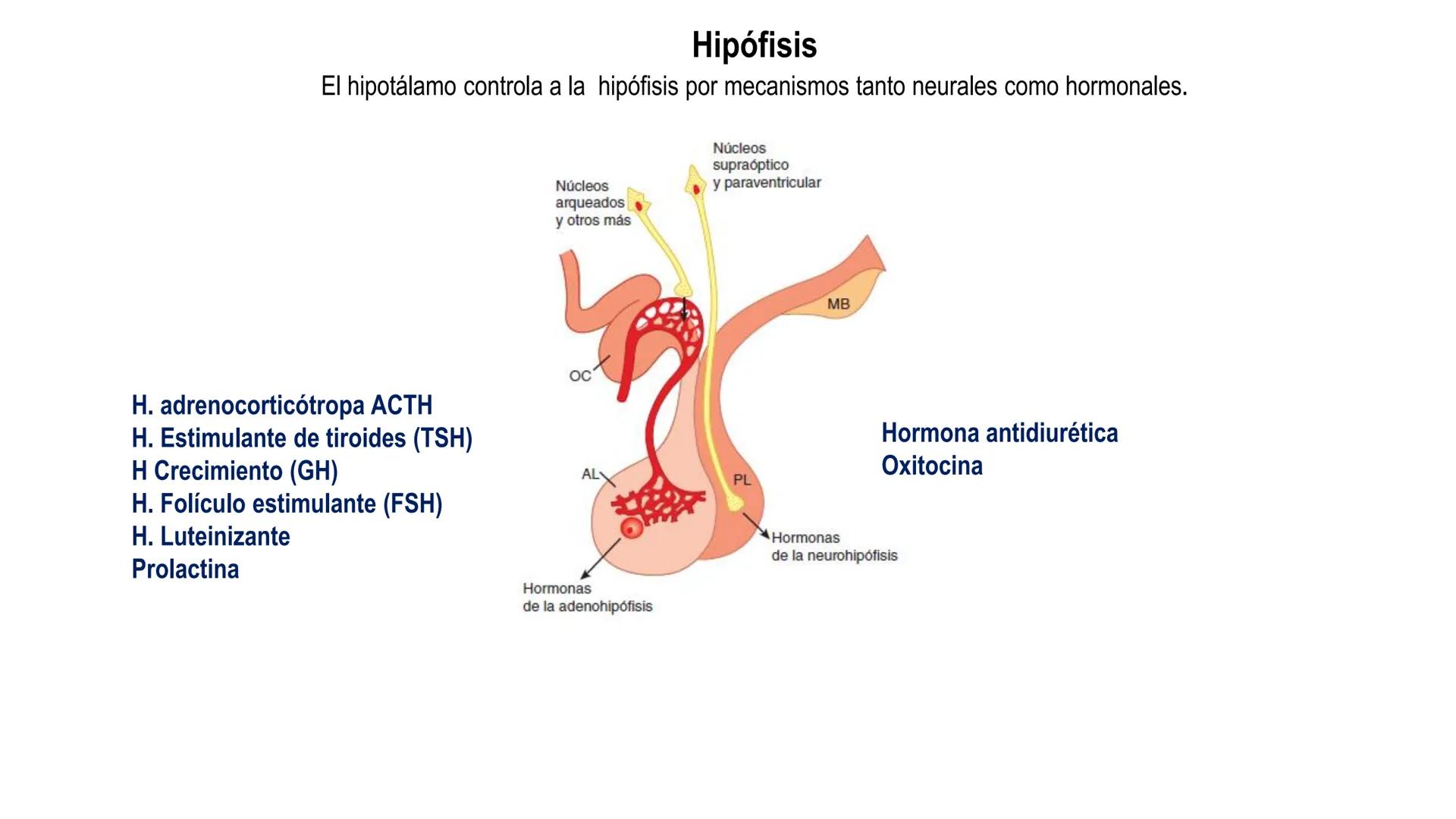 SISTEMA ENDOCRINO
UNIDAD 1
CONCEPTOS Y FUNCIONAMIENTO BASICO DEL SISTEMA
ENDOCRINO
Objetivo: Comprender las características de célula, glánd