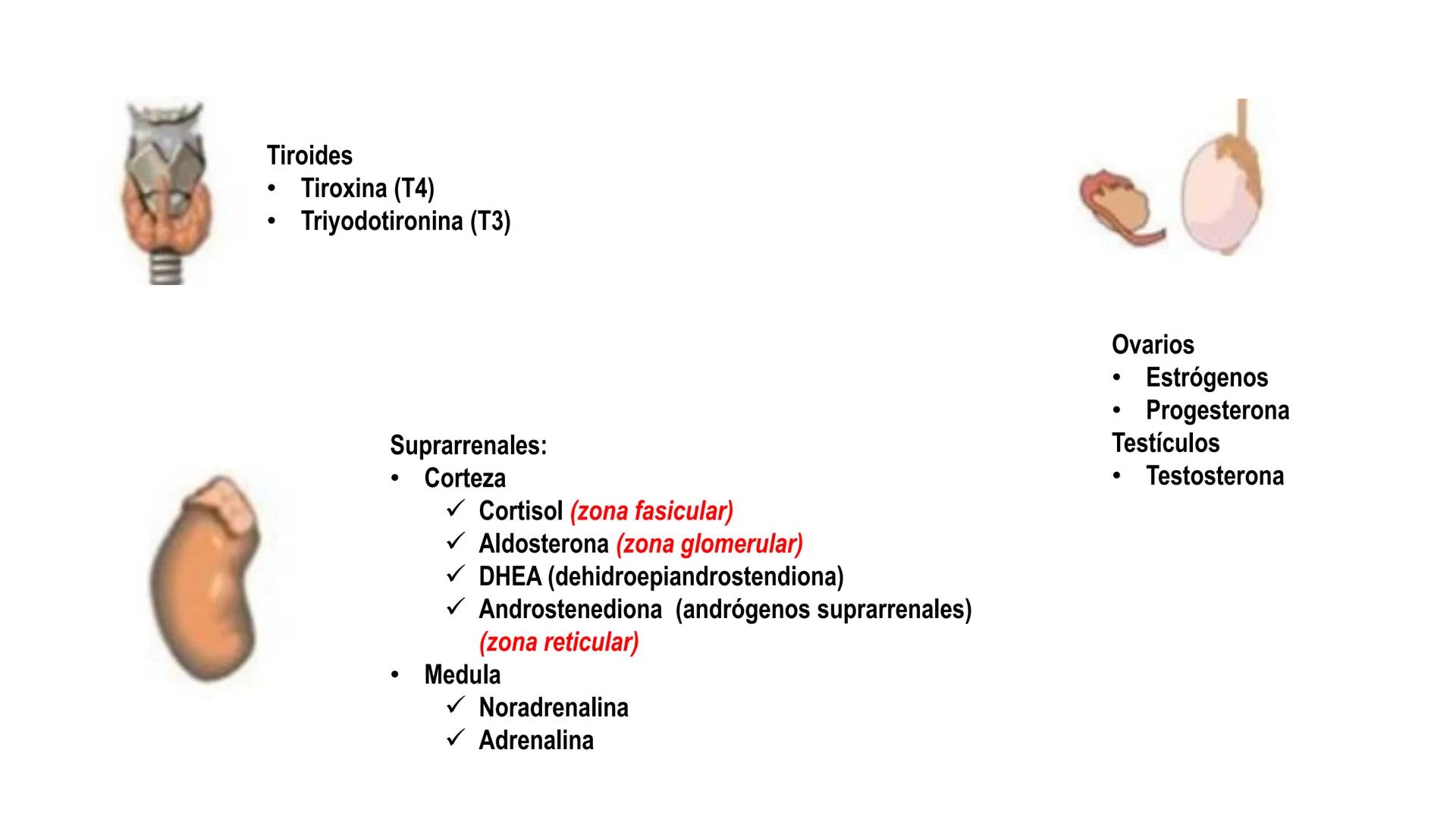 SISTEMA ENDOCRINO
UNIDAD 1
CONCEPTOS Y FUNCIONAMIENTO BASICO DEL SISTEMA
ENDOCRINO
Objetivo: Comprender las características de célula, glánd