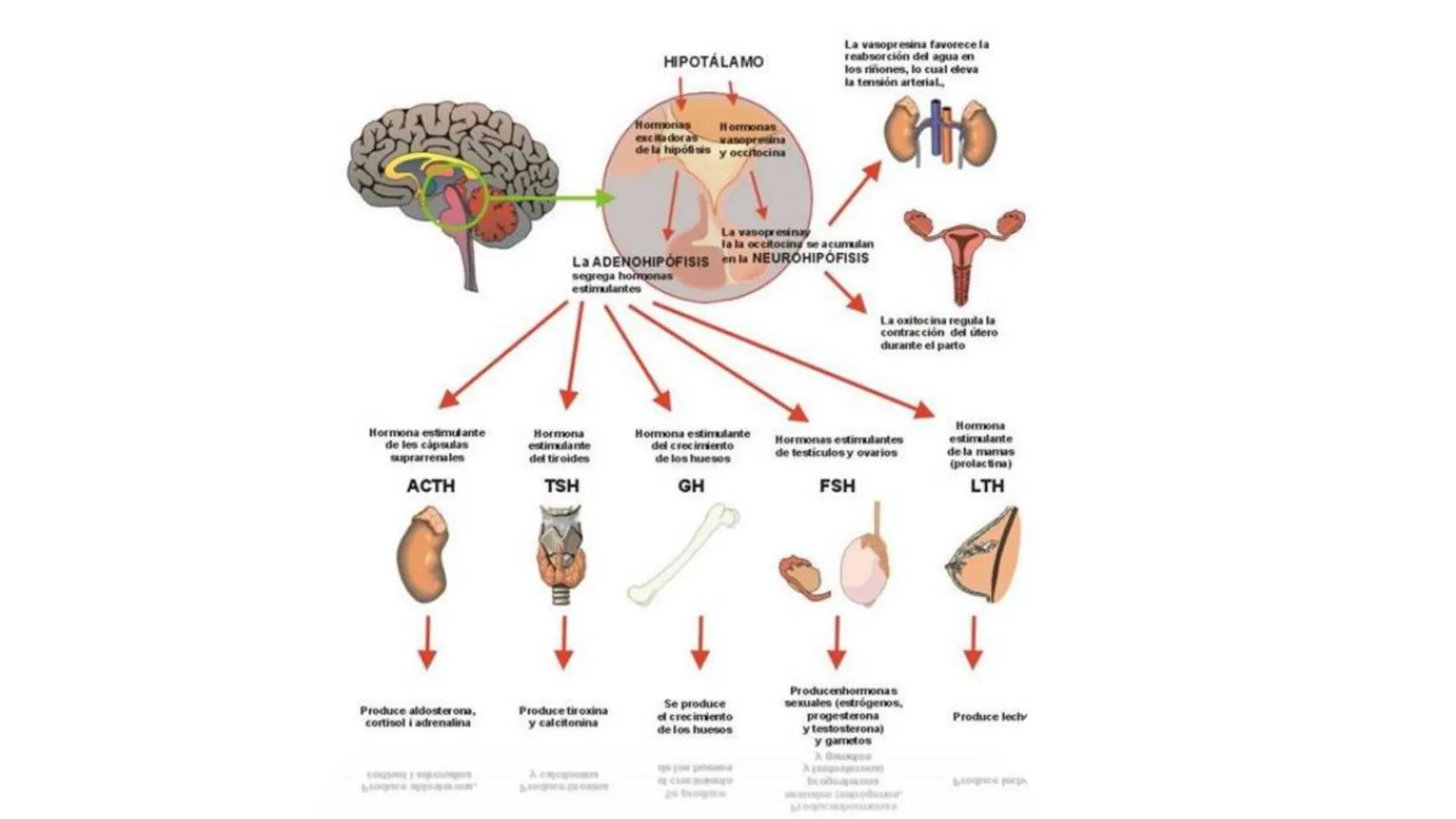 SISTEMA ENDOCRINO
UNIDAD 1
CONCEPTOS Y FUNCIONAMIENTO BASICO DEL SISTEMA
ENDOCRINO
Objetivo: Comprender las características de célula, glánd