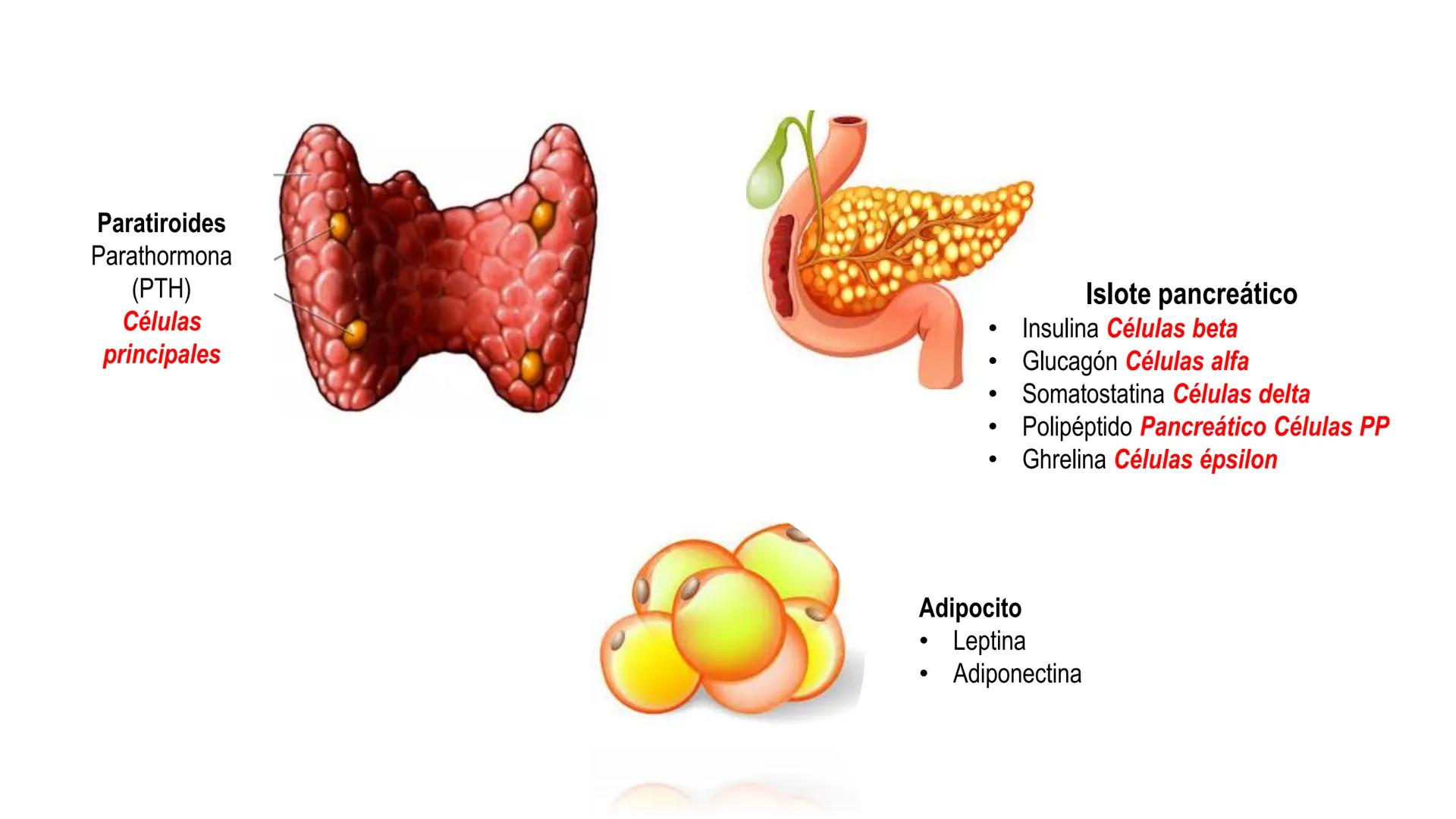 SISTEMA ENDOCRINO
UNIDAD 1
CONCEPTOS Y FUNCIONAMIENTO BASICO DEL SISTEMA
ENDOCRINO
Objetivo: Comprender las características de célula, glánd