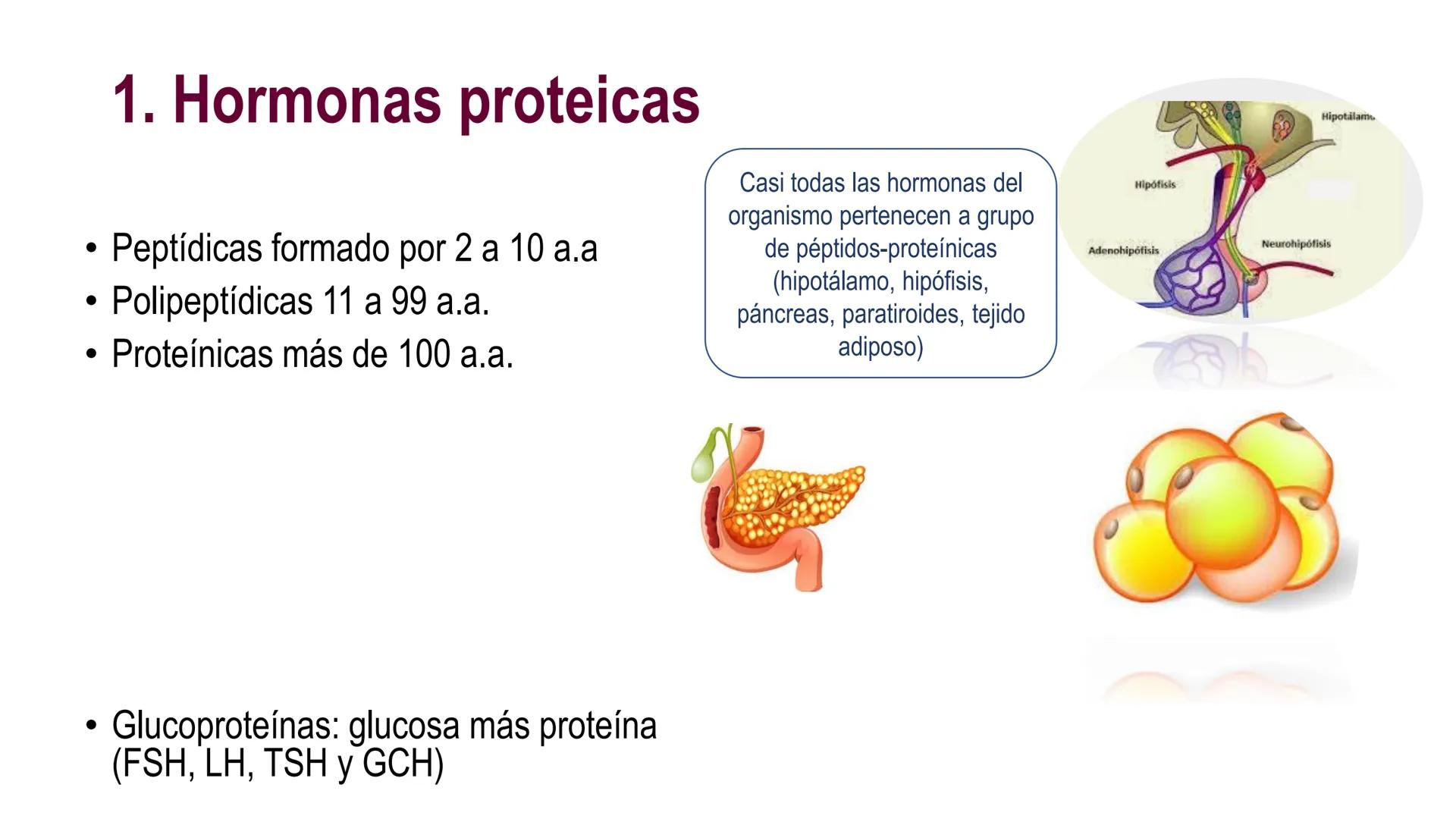 SISTEMA ENDOCRINO
UNIDAD 1
CONCEPTOS Y FUNCIONAMIENTO BASICO DEL SISTEMA
ENDOCRINO
Objetivo: Comprender las características de célula, glánd