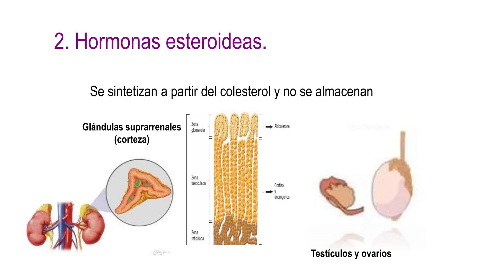 SISTEMA ENDOCRINO
UNIDAD 1
CONCEPTOS Y FUNCIONAMIENTO BASICO DEL SISTEMA
ENDOCRINO
Objetivo: Comprender las características de célula, glánd