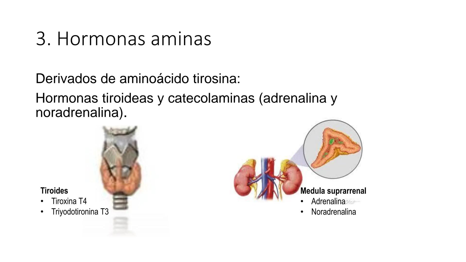 SISTEMA ENDOCRINO
UNIDAD 1
CONCEPTOS Y FUNCIONAMIENTO BASICO DEL SISTEMA
ENDOCRINO
Objetivo: Comprender las características de célula, glánd