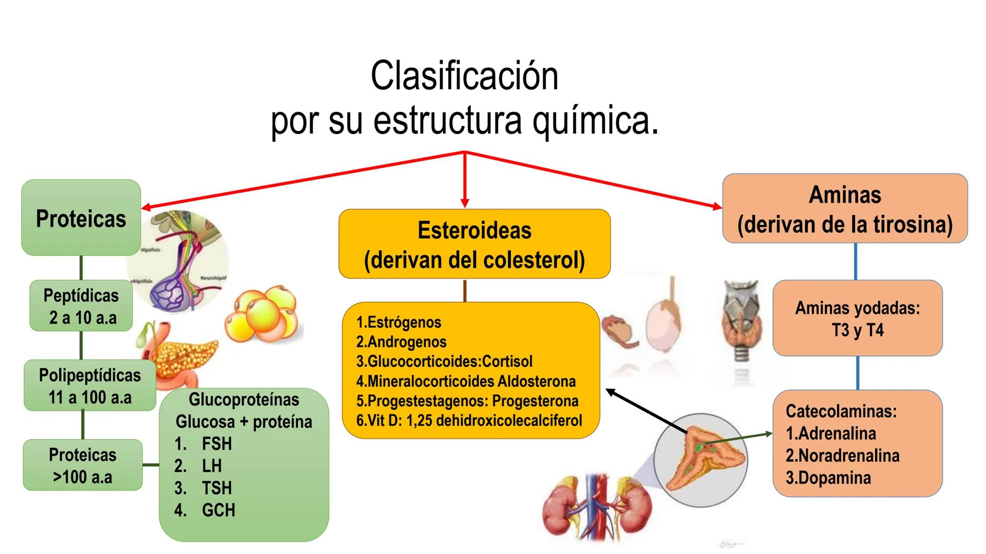 SISTEMA ENDOCRINO
UNIDAD 1
CONCEPTOS Y FUNCIONAMIENTO BASICO DEL SISTEMA
ENDOCRINO
Objetivo: Comprender las características de célula, glánd