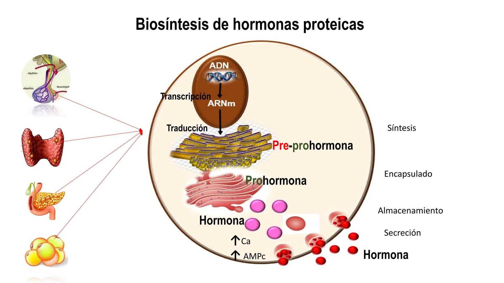 SISTEMA ENDOCRINO
UNIDAD 1
CONCEPTOS Y FUNCIONAMIENTO BASICO DEL SISTEMA
ENDOCRINO
Objetivo: Comprender las características de célula, glánd