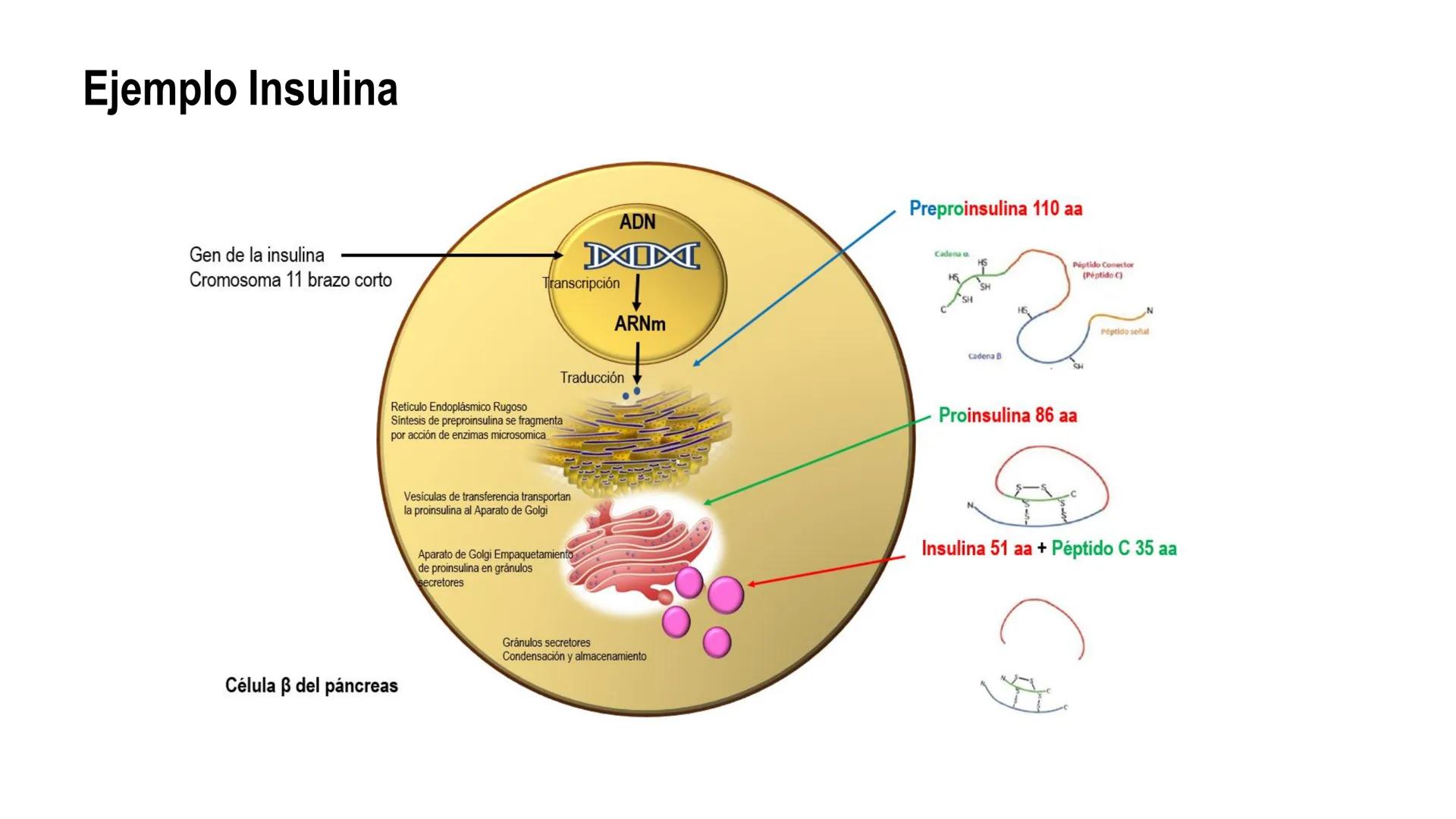 SISTEMA ENDOCRINO
UNIDAD 1
CONCEPTOS Y FUNCIONAMIENTO BASICO DEL SISTEMA
ENDOCRINO
Objetivo: Comprender las características de célula, glánd