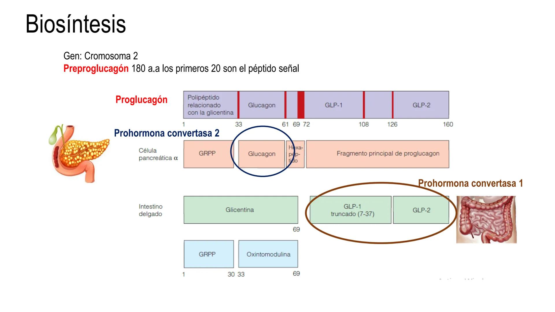 SISTEMA ENDOCRINO
UNIDAD 1
CONCEPTOS Y FUNCIONAMIENTO BASICO DEL SISTEMA
ENDOCRINO
Objetivo: Comprender las características de célula, glánd