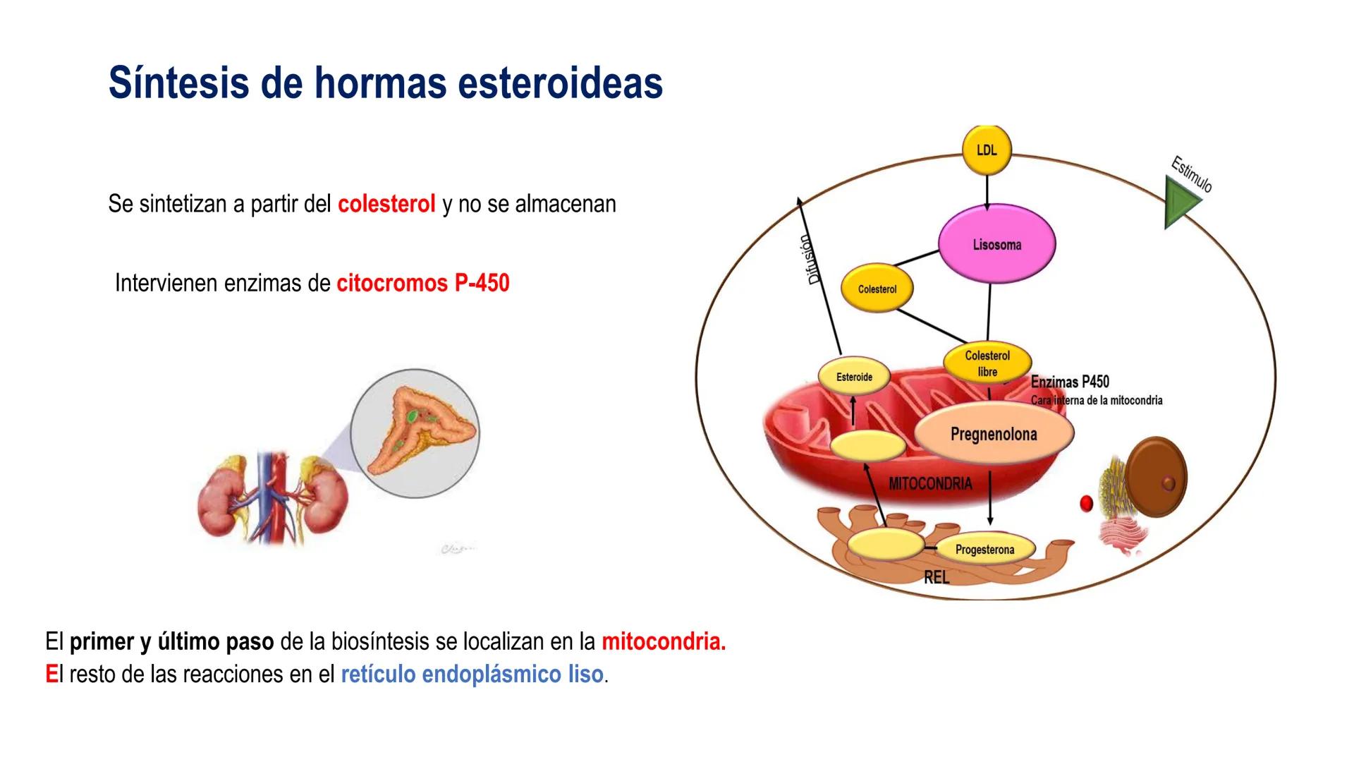 SISTEMA ENDOCRINO
UNIDAD 1
CONCEPTOS Y FUNCIONAMIENTO BASICO DEL SISTEMA
ENDOCRINO
Objetivo: Comprender las características de célula, glánd
