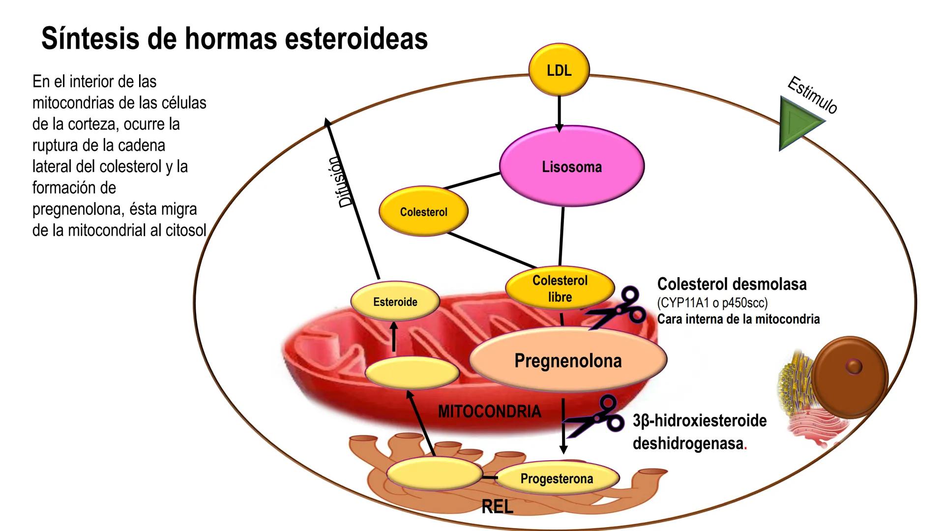 SISTEMA ENDOCRINO
UNIDAD 1
CONCEPTOS Y FUNCIONAMIENTO BASICO DEL SISTEMA
ENDOCRINO
Objetivo: Comprender las características de célula, glánd