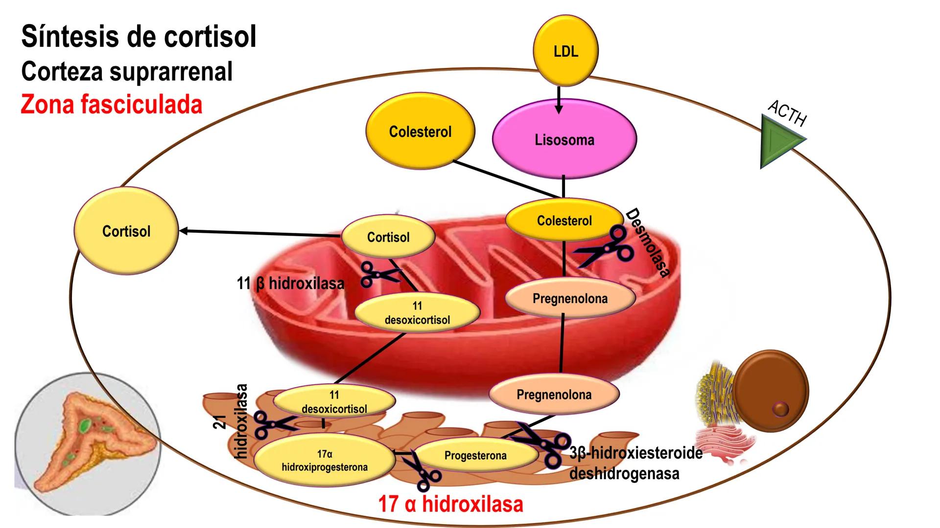 SISTEMA ENDOCRINO
UNIDAD 1
CONCEPTOS Y FUNCIONAMIENTO BASICO DEL SISTEMA
ENDOCRINO
Objetivo: Comprender las características de célula, glánd