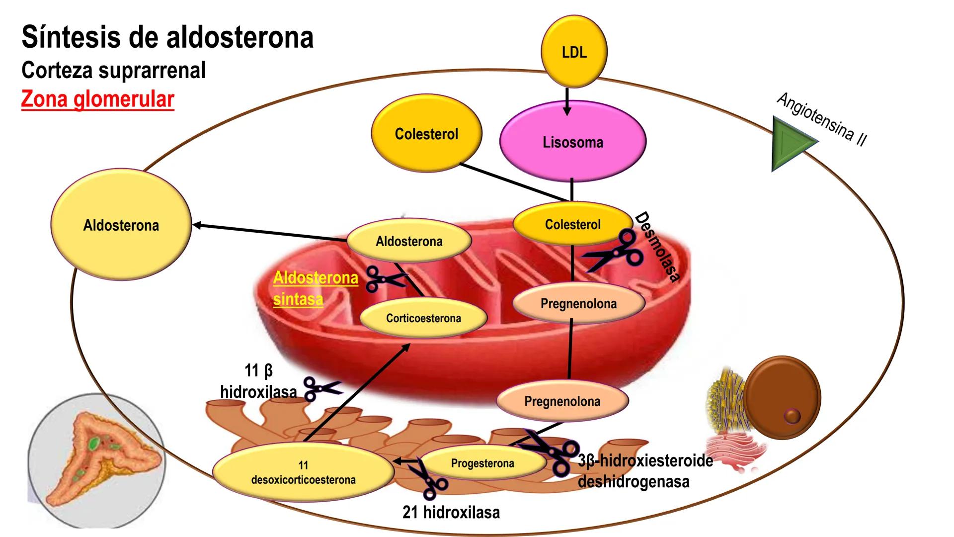 SISTEMA ENDOCRINO
UNIDAD 1
CONCEPTOS Y FUNCIONAMIENTO BASICO DEL SISTEMA
ENDOCRINO
Objetivo: Comprender las características de célula, glánd