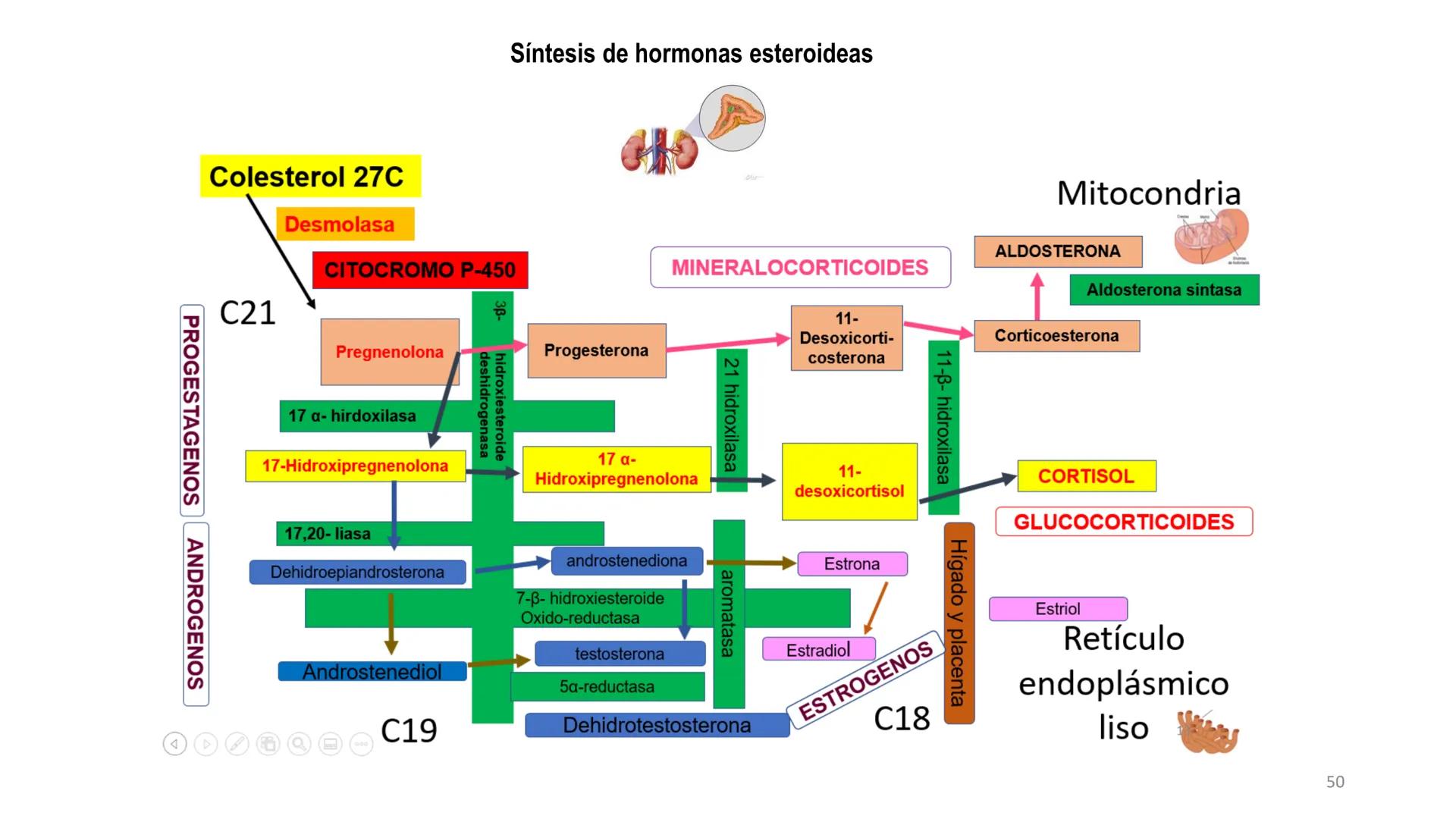 SISTEMA ENDOCRINO
UNIDAD 1
CONCEPTOS Y FUNCIONAMIENTO BASICO DEL SISTEMA
ENDOCRINO
Objetivo: Comprender las características de célula, glánd