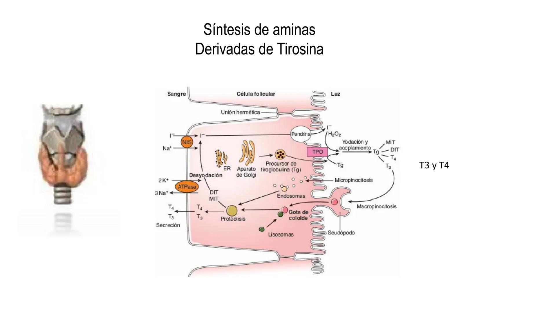 SISTEMA ENDOCRINO
UNIDAD 1
CONCEPTOS Y FUNCIONAMIENTO BASICO DEL SISTEMA
ENDOCRINO
Objetivo: Comprender las características de célula, glánd