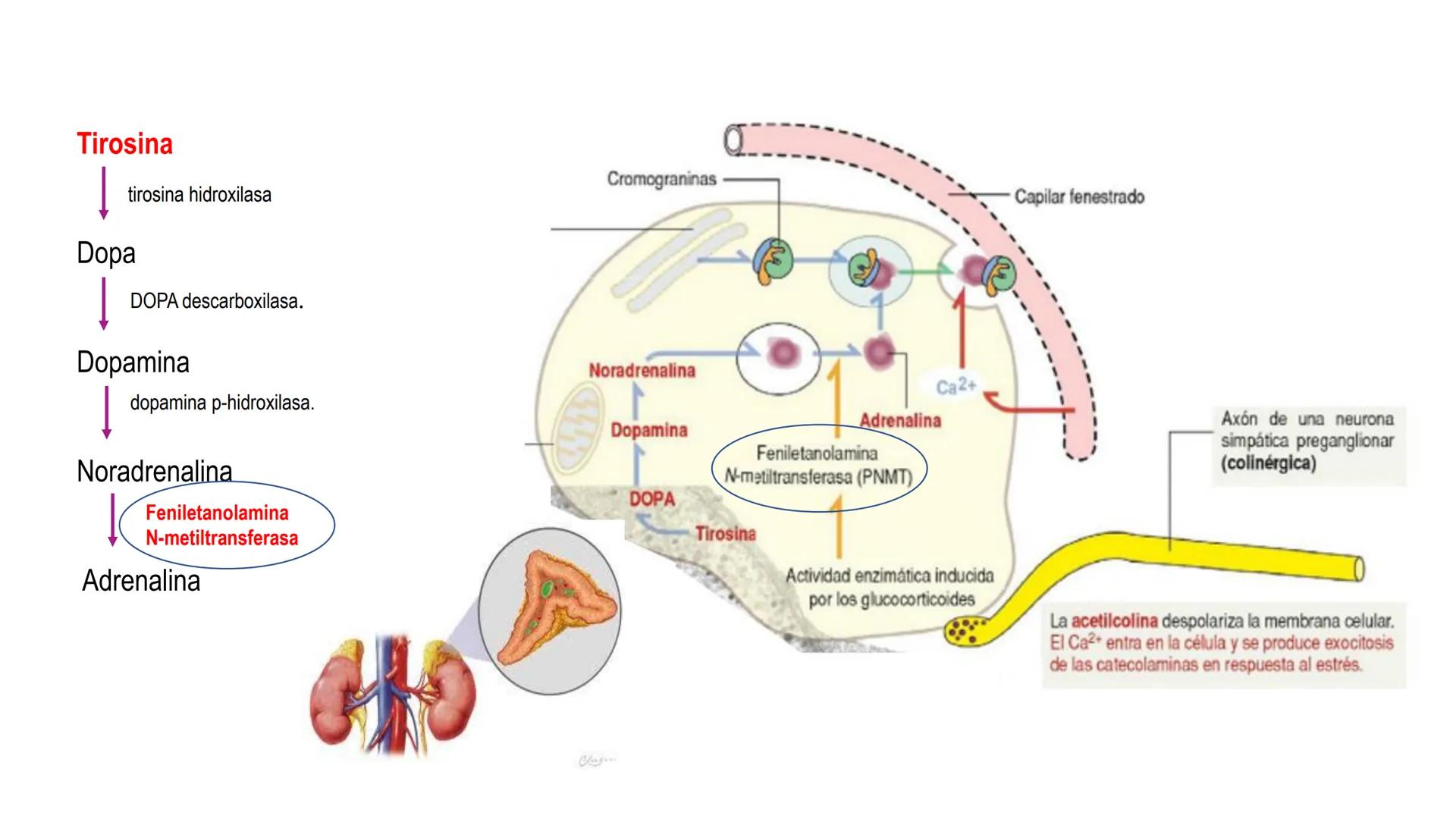 SISTEMA ENDOCRINO
UNIDAD 1
CONCEPTOS Y FUNCIONAMIENTO BASICO DEL SISTEMA
ENDOCRINO
Objetivo: Comprender las características de célula, glánd