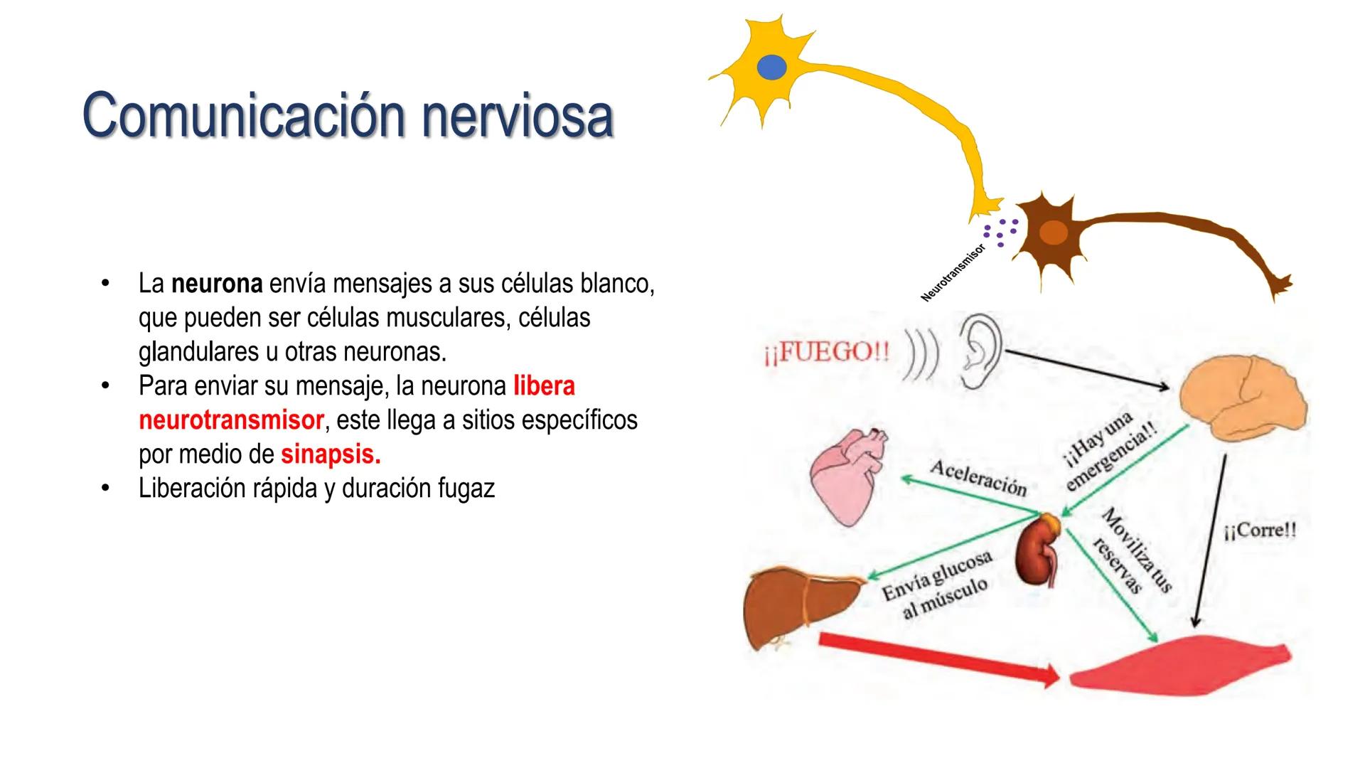 SISTEMA ENDOCRINO
UNIDAD 1
CONCEPTOS Y FUNCIONAMIENTO BASICO DEL SISTEMA
ENDOCRINO
Objetivo: Comprender las características de célula, glánd