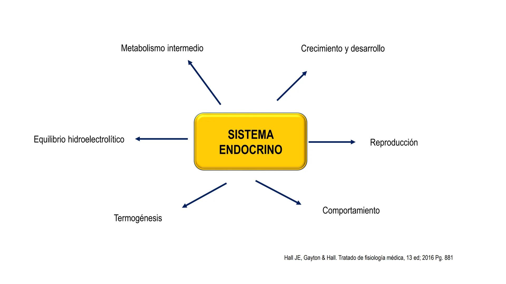 SISTEMA ENDOCRINO
UNIDAD 1
CONCEPTOS Y FUNCIONAMIENTO BASICO DEL SISTEMA
ENDOCRINO
Objetivo: Comprender las características de célula, glánd