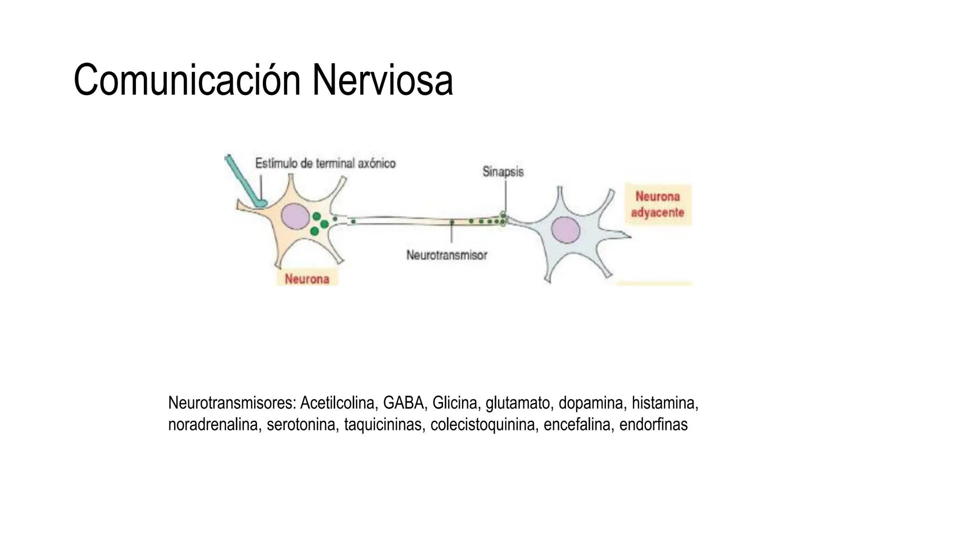 SISTEMA ENDOCRINO
UNIDAD 1
CONCEPTOS Y FUNCIONAMIENTO BASICO DEL SISTEMA
ENDOCRINO
Objetivo: Comprender las características de célula, glánd