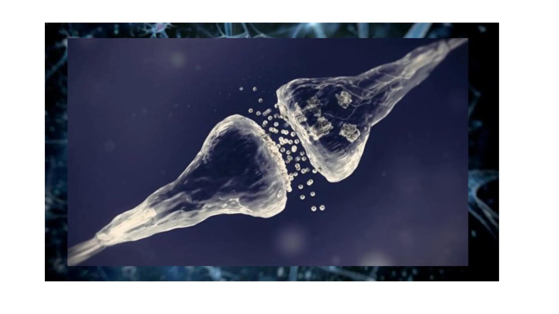 SISTEMA ENDOCRINO
UNIDAD 1
CONCEPTOS Y FUNCIONAMIENTO BASICO DEL SISTEMA
ENDOCRINO
Objetivo: Comprender las características de célula, glánd