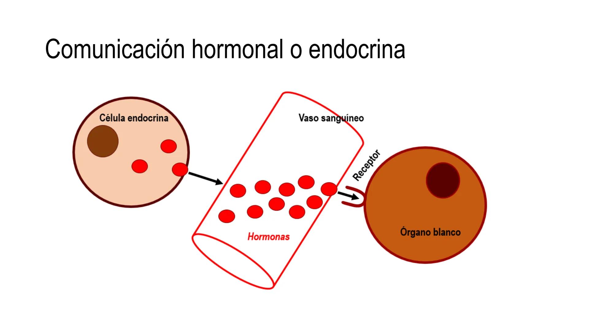 SISTEMA ENDOCRINO
UNIDAD 1
CONCEPTOS Y FUNCIONAMIENTO BASICO DEL SISTEMA
ENDOCRINO
Objetivo: Comprender las características de célula, glánd