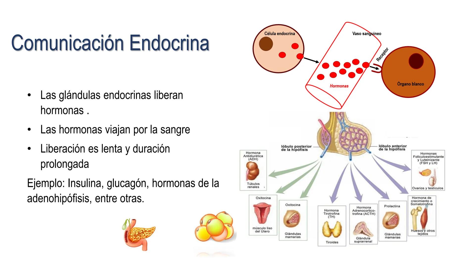 SISTEMA ENDOCRINO
UNIDAD 1
CONCEPTOS Y FUNCIONAMIENTO BASICO DEL SISTEMA
ENDOCRINO
Objetivo: Comprender las características de célula, glánd