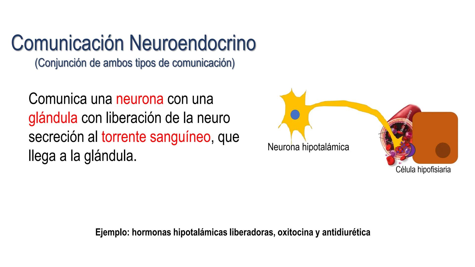 SISTEMA ENDOCRINO
UNIDAD 1
CONCEPTOS Y FUNCIONAMIENTO BASICO DEL SISTEMA
ENDOCRINO
Objetivo: Comprender las características de célula, glánd