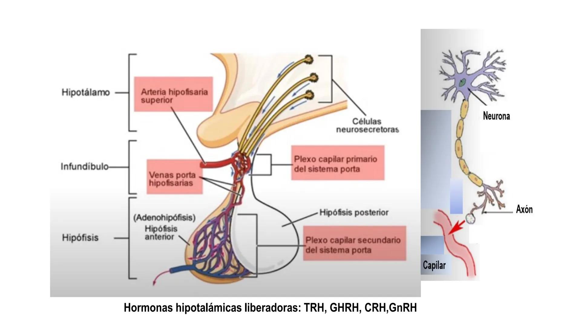 SISTEMA ENDOCRINO
UNIDAD 1
CONCEPTOS Y FUNCIONAMIENTO BASICO DEL SISTEMA
ENDOCRINO
Objetivo: Comprender las características de célula, glánd